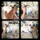Nora, Chihuahua - Hündin