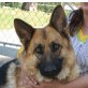 Nora, Deutscher Schäferhund - Hündin
