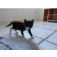 Nora, EHK - Katze