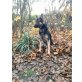 Nora, Schäferhund - Hündin