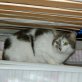 Nora, hübsche - Katze