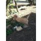 Norfolk-Terrier - Rüde
