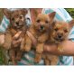 Norfolk-Terrier - Rüde