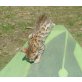Nori, Bengalkatze - Katze