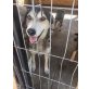 Norit, Huskey-Mix - Rüde