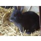 Normalhaar Kaninchen  - männlich