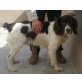 Norman, Englischer Springer Spaniel - Rüde