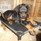 Norman, Labrador-Mischling - Welpen - Rüde