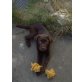 Norman, Labrador Retriever - Rüde