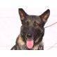 Noro, Deutscher Schäferhund - Rüde