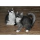 Norweger Birma   - Kater