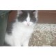 Norweger Hauskatze - Kater