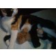 Norweger/Hauskatzte - Kater