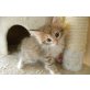 Norweger Katerchen in Amber farbe !, Maine Coon - Kater