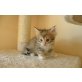 Norweger Kitten in Amber farben zu vergeben., Norwegische Waldkatze - Kater