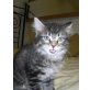 Norweger-Maine Connmix, Norweger-Maine Connmix - Katze
