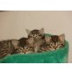 Norweger Mix - Kater