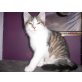 Norweger Mix - Kater