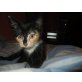 Norweger Mix - Katze