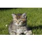 Norweger-Persermischling - Kater