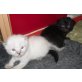 Norweger -Ragdoll-Birmamixkitten in Blue-Poin - Kater
