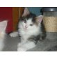Norwegische Waldkatze - Kater