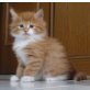 Norwegische Waldkatze - Kater