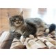 Norwegische Waldkatze - Kater