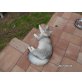 Norwegische Waldkatze - Kater