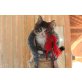Norwegische Waldkatze - Kater