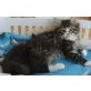 Norwegische Waldkatze - Kater