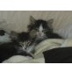 Norwegische Waldkatze - Kater