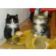 Norwegische Waldkatze - Kater