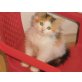Norwegische Waldkatze - Kater