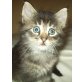 Norwegische Waldkatze - Kater