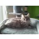 Norwegische Waldkatze - Kater