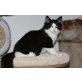 Norwegische Waldkatze - Kater