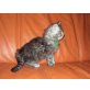 Norwegische Waldkatze - Kater