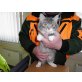 Norwegische Waldkatze - Kater