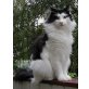 Norwegische Waldkatze - Kater