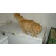 Norwegische Waldkatze - Kater