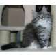 Norwegische Waldkatze - Kater