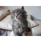 Norwegische Waldkatze - Kater