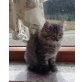 Norwegische Waldkatze - Kater