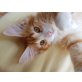 Norwegische Waldkatze - Kater