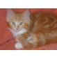 Norwegische Waldkatze - Kater