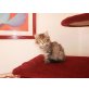 Norwegische Waldkatze - Kater