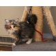 Norwegische Waldkatze - Katze