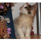 Norwegische Waldkatze - Katze