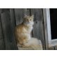 Norwegische Waldkatze - Katze